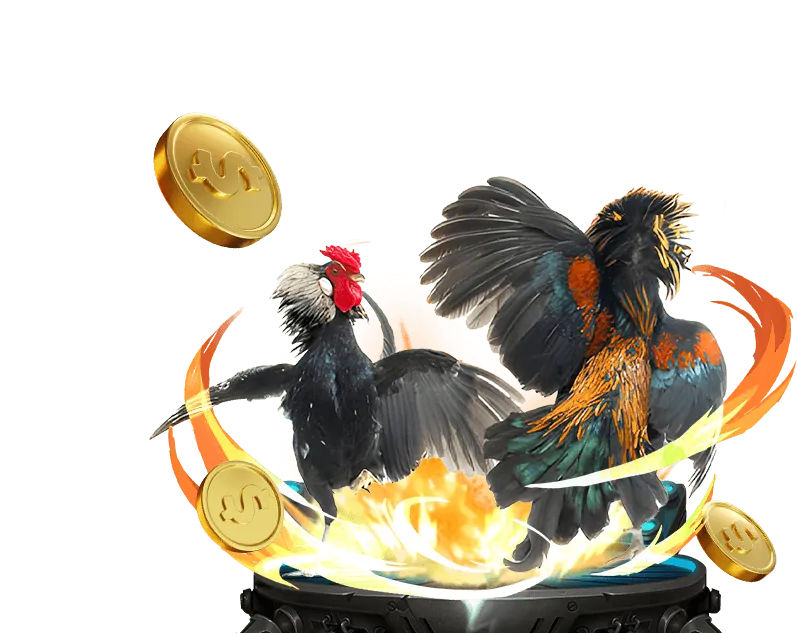 Đấu trường đá gà Thomo kịch tính